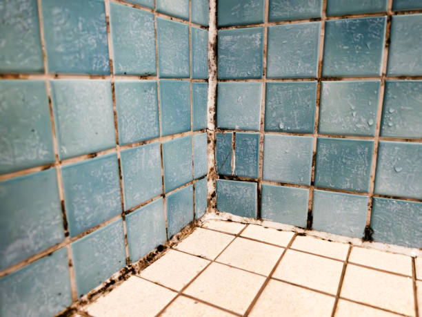 Best Mold Remediation for Healthcare Facilities  in Chadbourn, NC