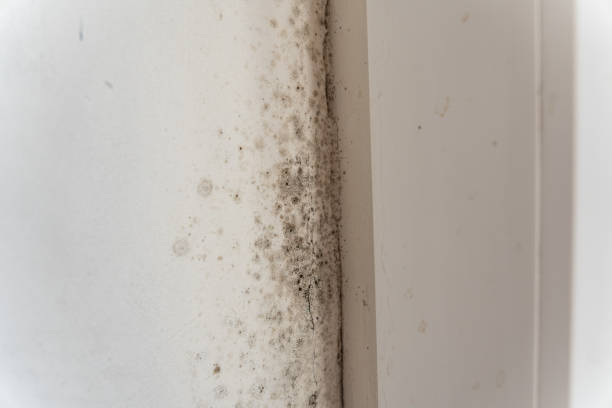 Best Basement Mold Removal  in Chadbourn, NC