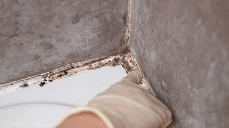 Best Water Damage & Mold Remediation  in Chadbourn, NC